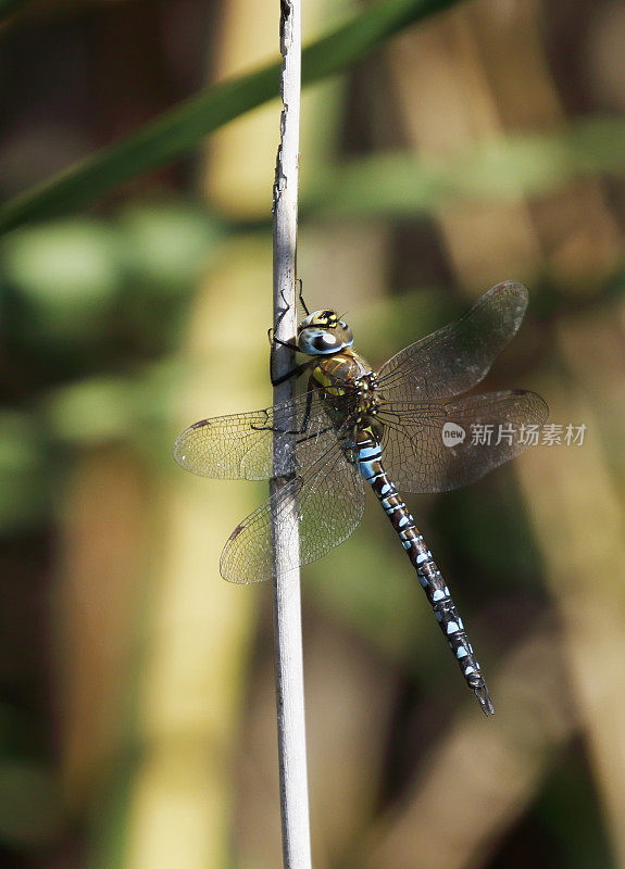 移徙小贩蜻蜓(Aeshna mixta)雄性